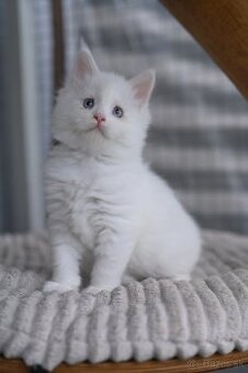 Mainská mývalia - maine coon - MCO - modrooká mačička TES