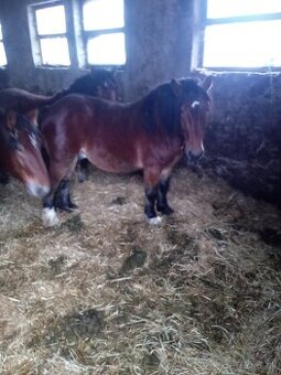 Predám 7 ťažnych zrebcov