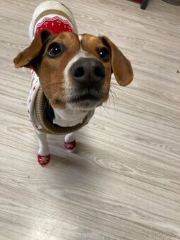 Jack russel terier potkaniar