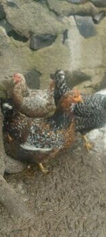 Svedska kvetina,Amrox,Australorpka