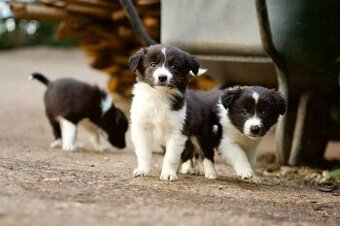 Border kolia steniatka