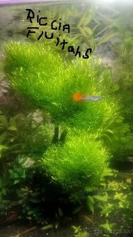 Predám pekné akvarijne machy