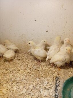 Leghorn, Vlaška jarabičia