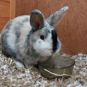 Predám zakrslého králika