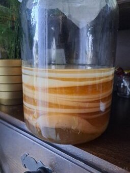 Scoby, kombucha