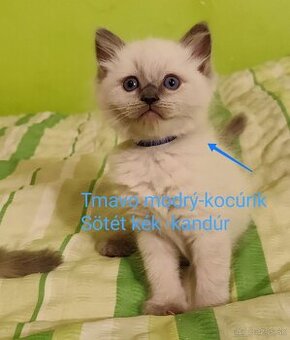 Ragdoll mačičky bez PP