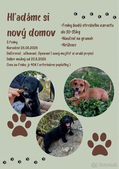 Darujem za veterinárne poplatky