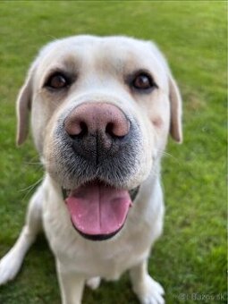 Labrador s PP na krytie