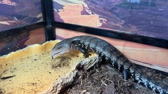 Tiliqua gigas evanescens -tilikva scink