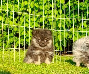 Pomeranian pomerian