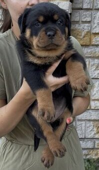 Šteniatka Rottweilera, Rottweiler, Rotvajler,Rottweiler s PP