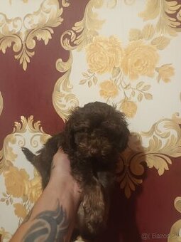 Pudel coki end tan