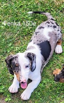 Trpasličí jazvečík krátkosrstý