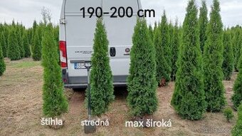 Tuja Smaragd, vavrínovec, červienka, gaštan - Prievidza