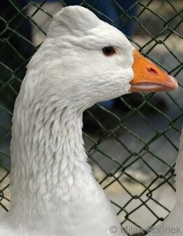Predaj