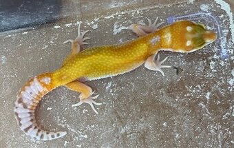 Gekončík nočný - eublepharis macularius