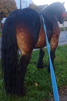 Predám prípadne vymenim Ťažného žrebca