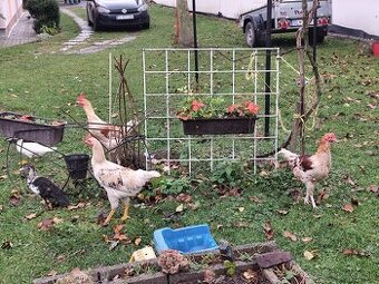 Predám mladé kohúty