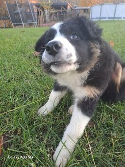 Šteniatko bernský salašnícky pes