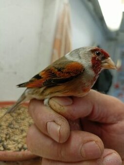 Predam kanarikov, krížencov,