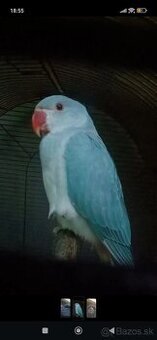 Alexander malý aj s veľkou klietkou