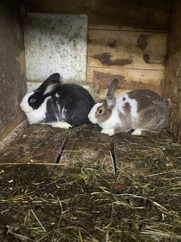 Šarišský obrovitý