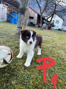 border kólia šteniatka