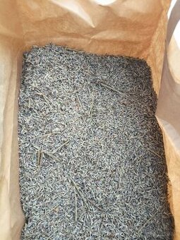 Semená levanduľa lekárska