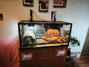 Predám terárium a párik agám bradatých.