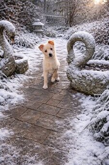 Taliansky chrtik x civava