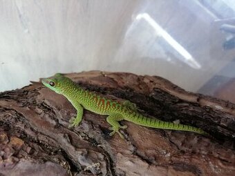 Felzuma madagaskarska/Phelsuma grandis