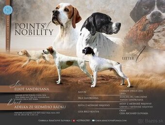 Šteniatka Anglického pointera