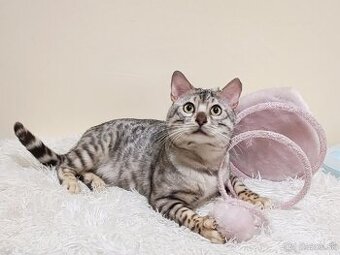 Na predaj strieborná bengálska mačka.