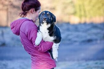 Darujem originálne šteniatko - sučka Marhuľa/korgi/jazvečík