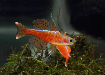 Pseudomugil luminatus - Dúhovka red neon blue eye