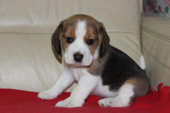 Beagle - szczeniaczki ZKwP