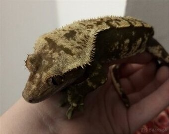 Correlophus ciliatus
