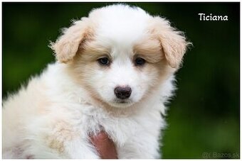 Border Collie Border Kolia s PP FCI barva ee red