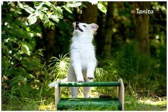 Border Collie Border Kolia s PP FCI barva ee red