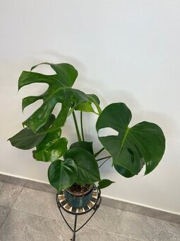 Monstera Deliciosa