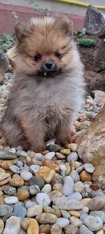 Oranžový špic -Pomeranian