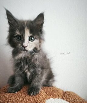 Maine coon Mainska myvalia mačka mačička mačiatko
