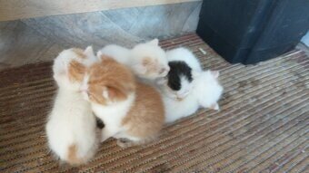 Darujem mačiatka do dobrých rúk