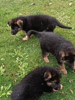 Nemecký ovčiak šteniatka