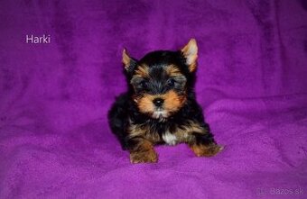 Yorkshirsky teriér mini s PP