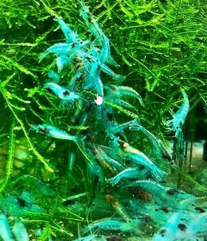 krevetky + rastlinky