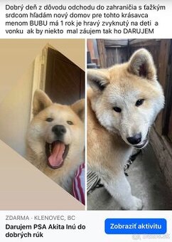 Darujem Akitu Inú do dobrých rúk