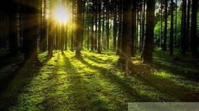 NOVÁ CENA - EXKLUZÍVNE  11 hektárov lesa v extraviláne - 1