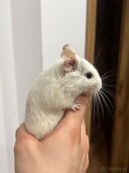 Osmak degu