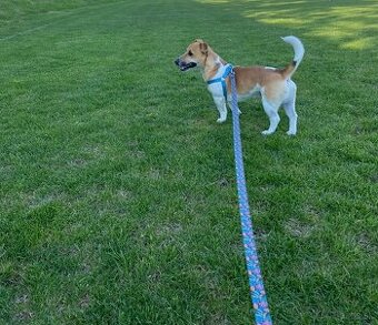 Jack russel terier na krytie